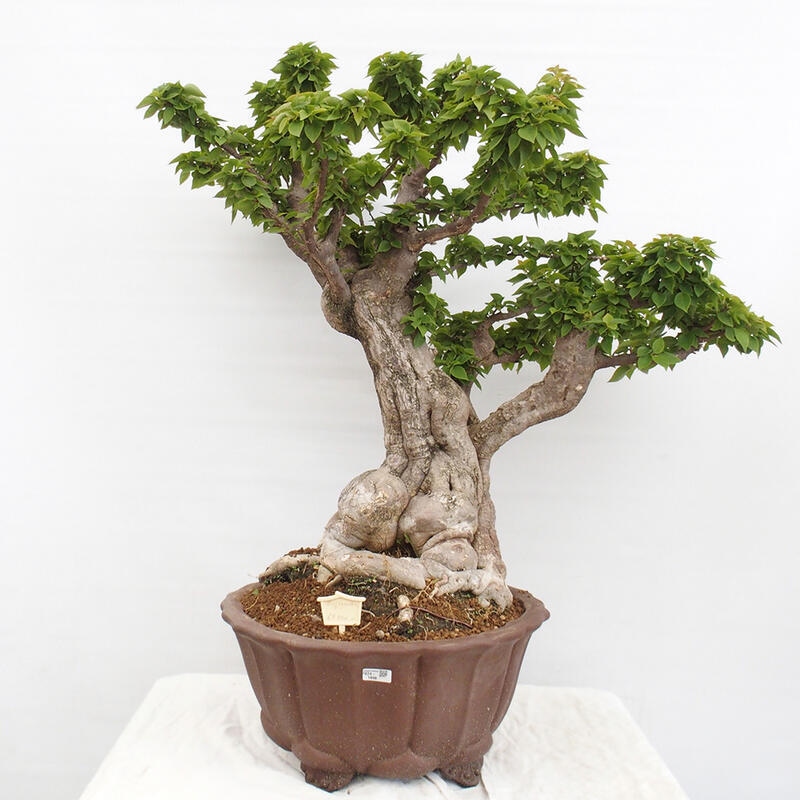 Zimmerbonsai - Bouganwilea