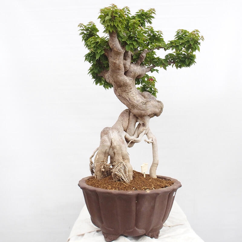 Zimmerbonsai - Bouganwilea