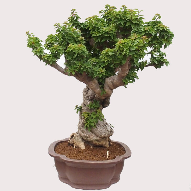 Zimmerbonsai - Bouganwilea