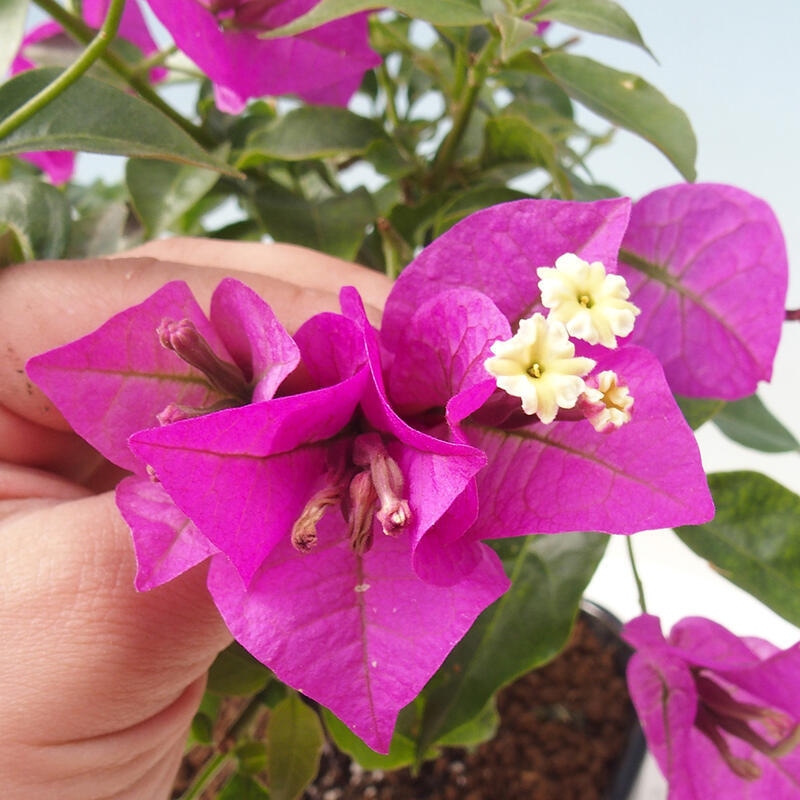 Zimmerbonsai - Bougainvillea