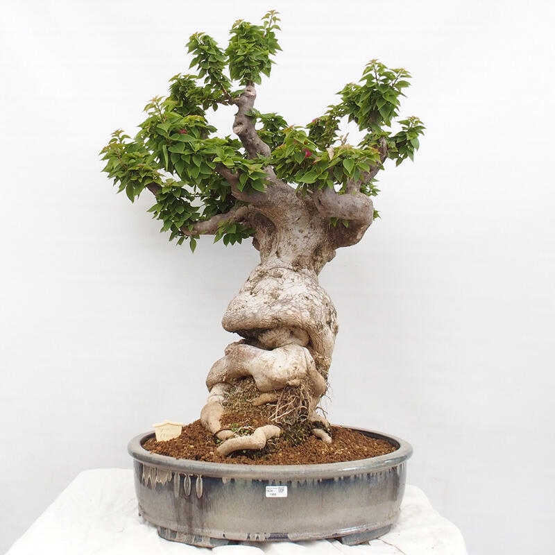 Zimmerbonsai - Bouganwilea