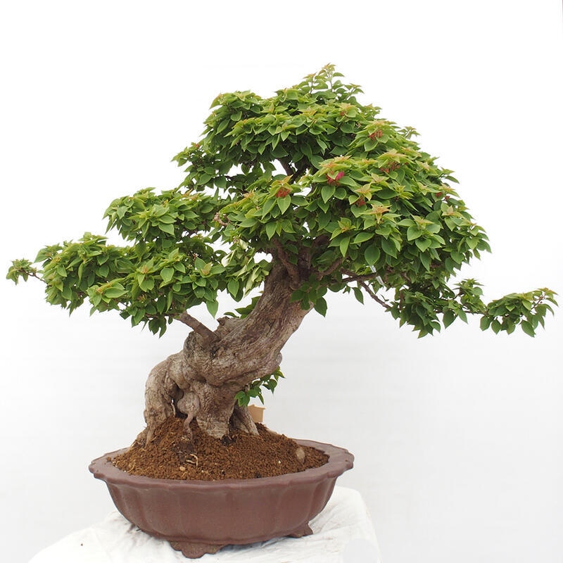 Zimmerbonsai - Bouganwilea