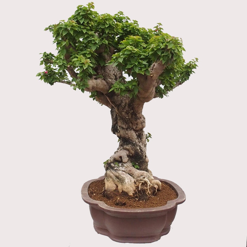 Zimmerbonsai - Bouganwilea