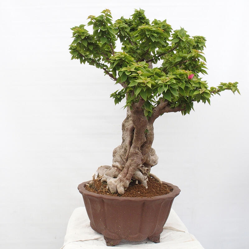 Zimmerbonsai - Bouganwilea