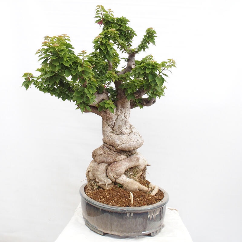 Zimmerbonsai - Bouganwilea