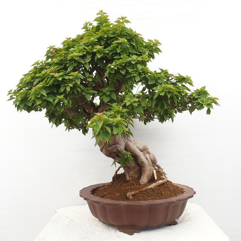 Zimmerbonsai - Bouganwilea