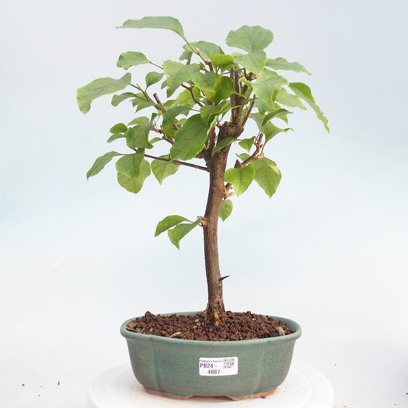 Zimmerbonsai - Bougainvillea