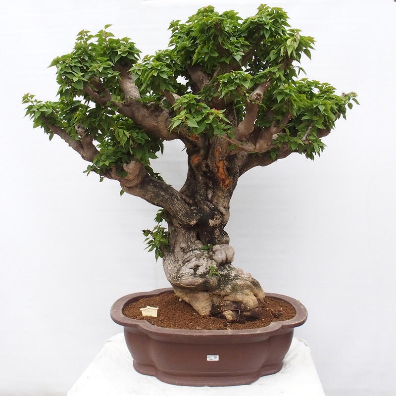 Zimmerbonsai - Bouganwilea