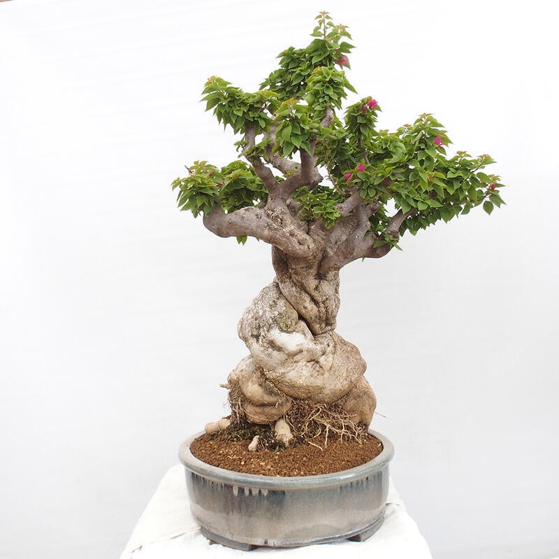 Zimmerbonsai - Bouganwilea