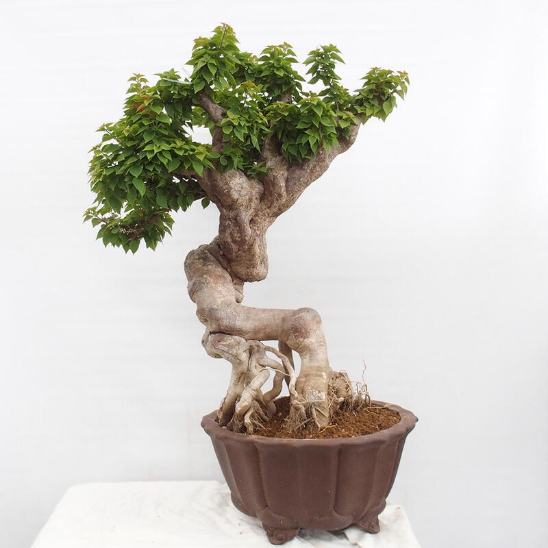 Zimmerbonsai - Bouganwilea