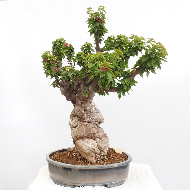 Zimmerbonsai - Bouganwilea