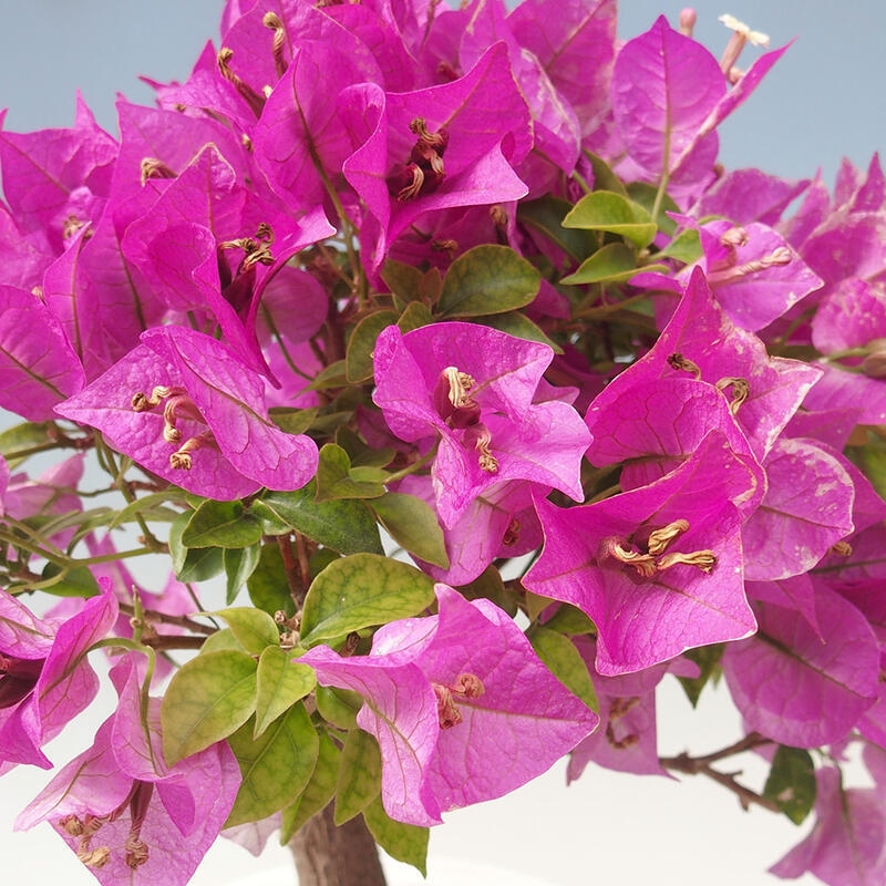 Zimmerbonsai - Bougainvillea