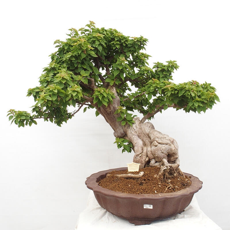 Zimmerbonsai - Bouganwilea