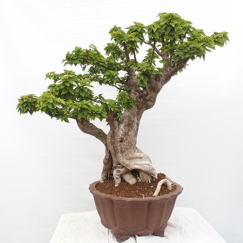 Zimmerbonsai - Bouganwilea