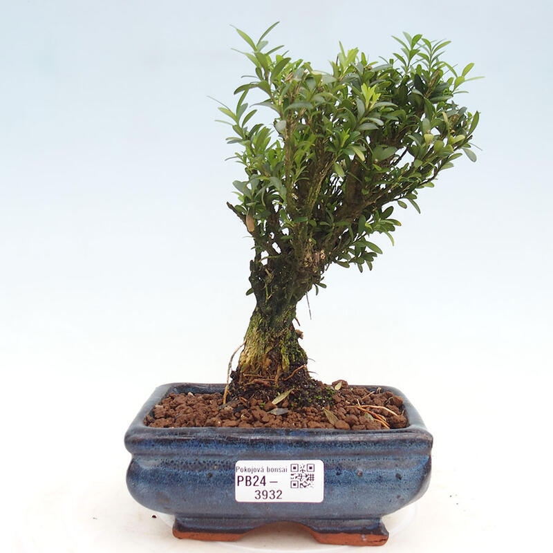 Zimmerbonsai - Buxus harlandii - Korkbuchsbaum