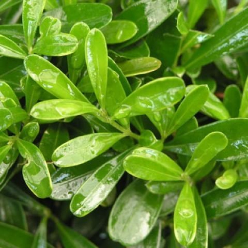 Zimmer Bonsai - Buxus harlandii - Kork Buchsbaum