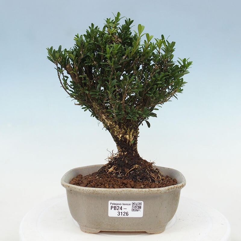 Zimmerbonsai - Buxus harlandii - Korkbuchsbaum