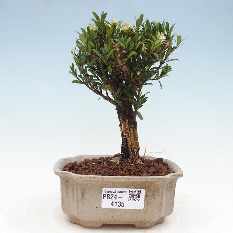 Zimmer Bonsai - Buxus harlandii - Kork Buchsbaum