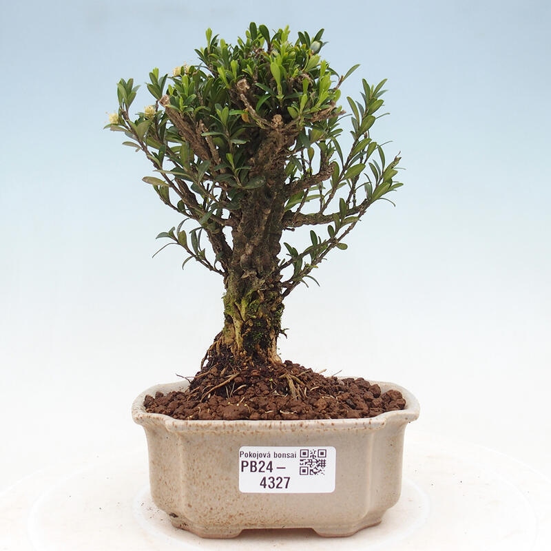 Zimmer Bonsai - Buxus harlandii - Kork Buchsbaum