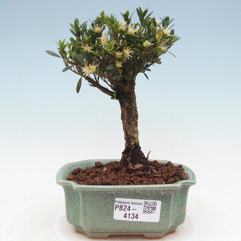 Zimmer Bonsai - Buxus harlandii - Kork Buchsbaum