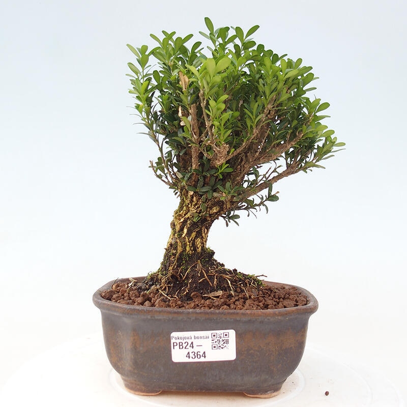 Zimmerbonsai - Buxus harlandii - Korkbuchsbaum