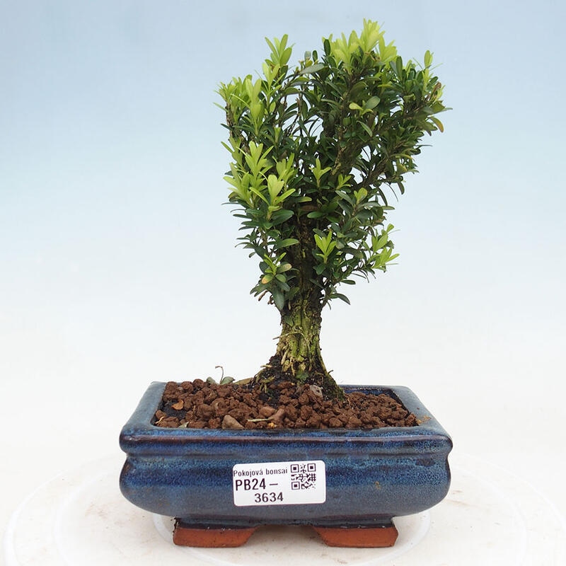 Zimmerbonsai - Buxus harlandii - Korkbuchsbaum