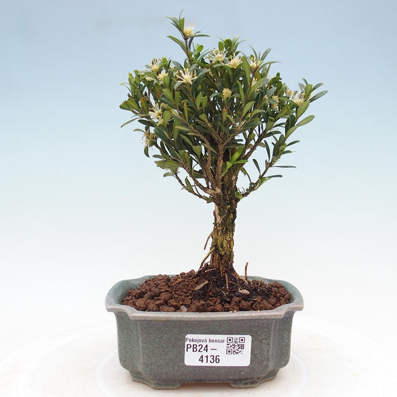 Zimmer Bonsai - Buxus harlandii - Kork Buchsbaum