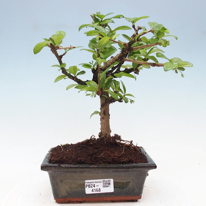 Zimmerbonsai - Carmona Macrophylla - Fuki-Tee