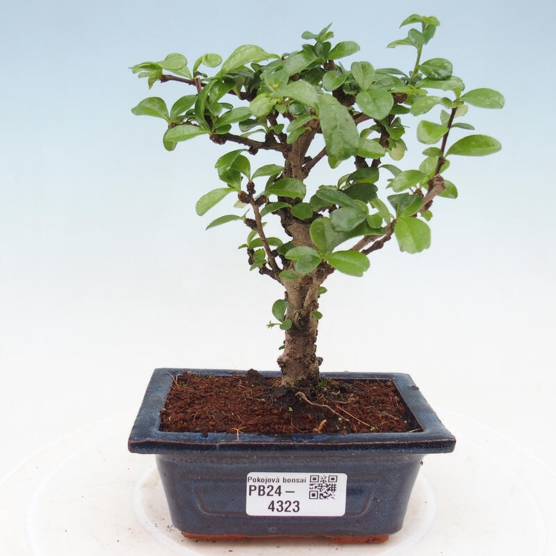 Zimmerbonsai - Carmona Macrophylla - Fuki-Tee