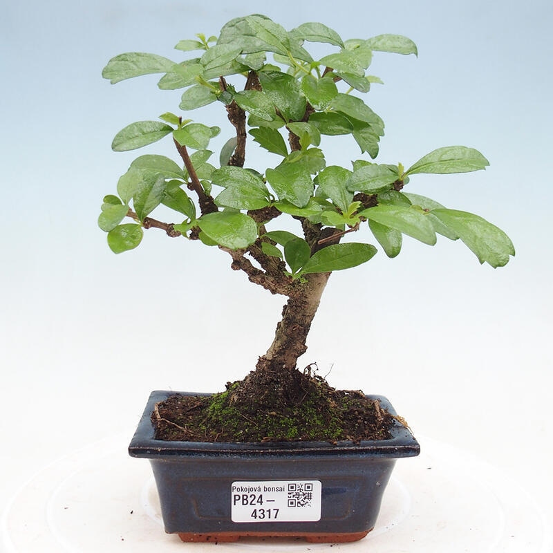 Zimmerbonsai - Carmona Macrophylla - Fuki-Tee