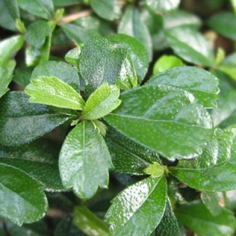 Zimmer Bonsai - Carmona macrophylla - Tea Fuki