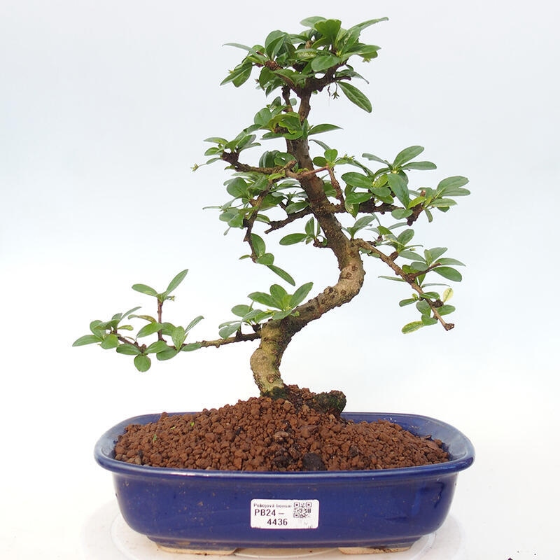 Zimmerbonsai - Carmona Macrophylla - Fuki-Tee