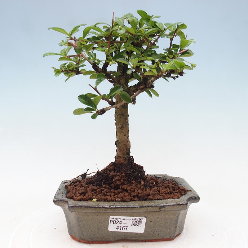 Zimmerbonsai - Carmona Macrophylla - Fuki-Tee