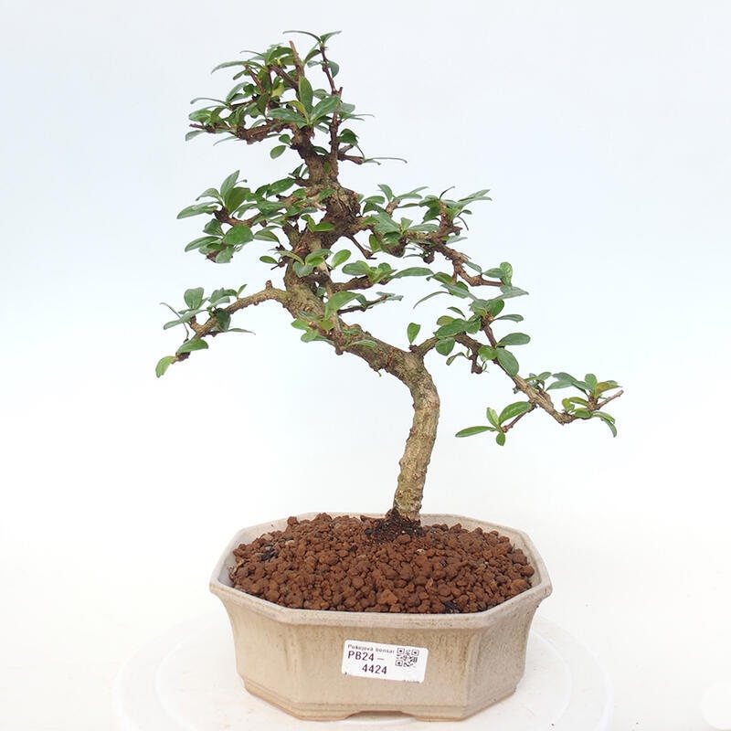 Zimmer Bonsai - Carmona macrophylla - Tea Fuki