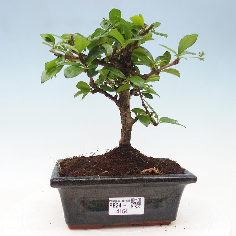 Zimmerbonsai - Carmona Macrophylla - Fuki-Tee