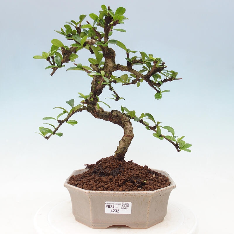 Zimmer Bonsai - Carmona macrophylla - Tea Fuki