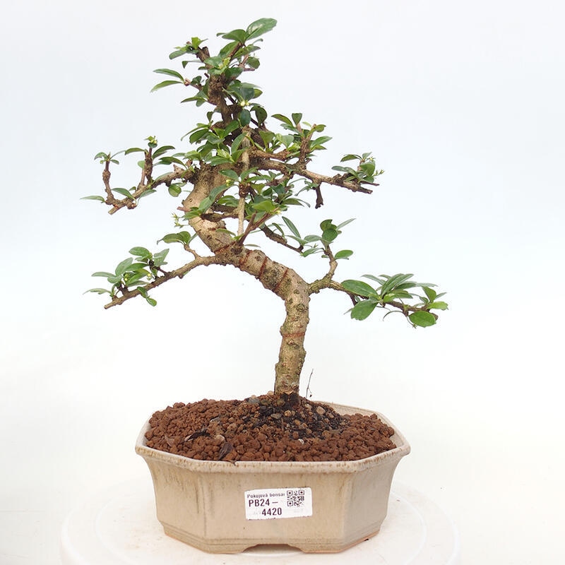 Zimmer Bonsai - Carmona macrophylla - Tea Fuki