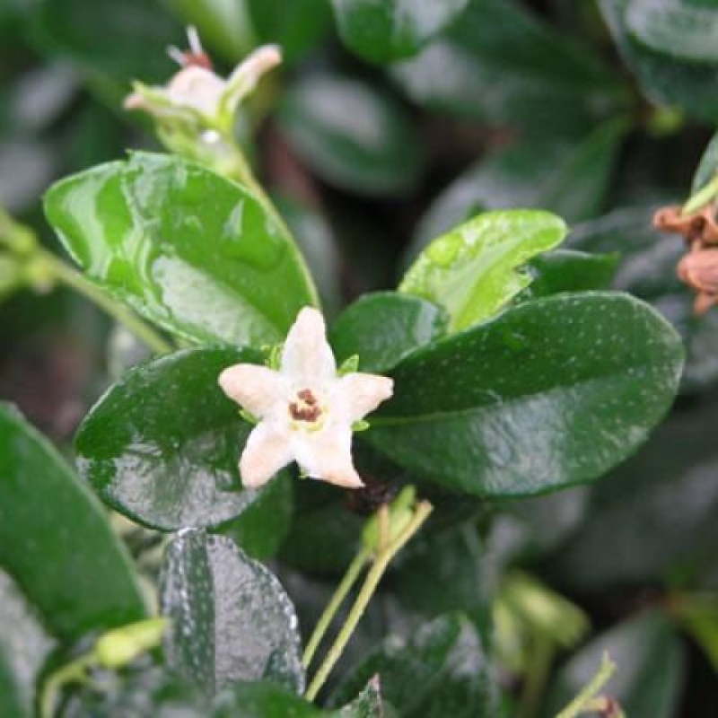 Zimmerbonsai - Carmona Macrophylla - Fuki-Tee