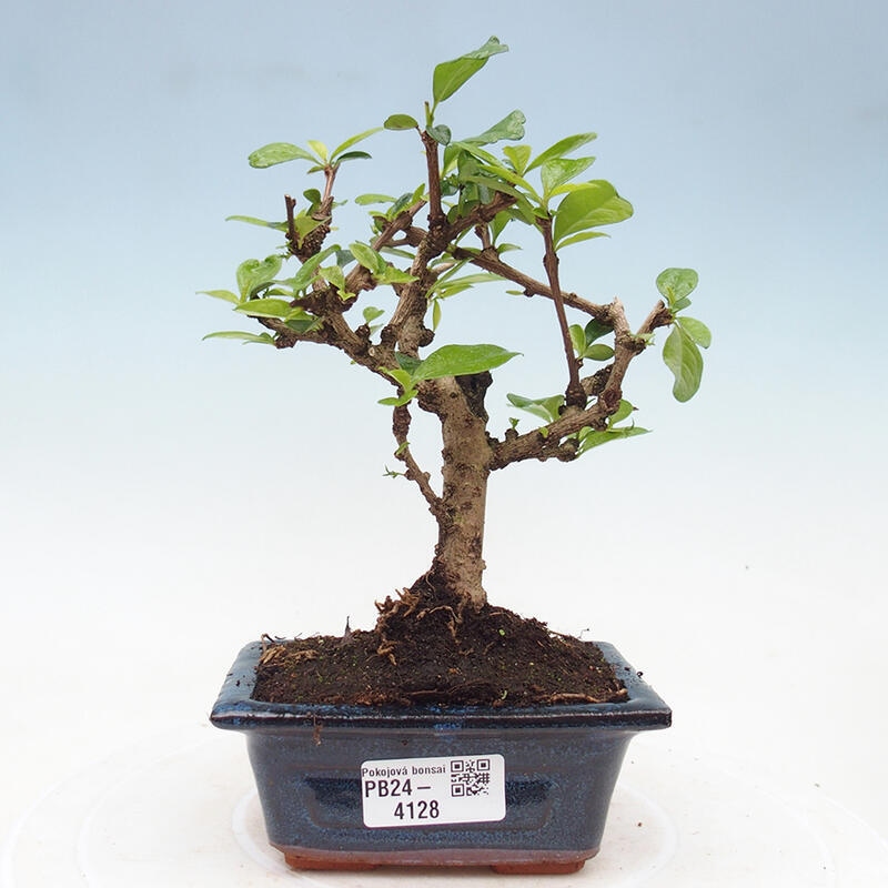 Zimmerbonsai - Carmona Macrophylla - Fuki-Tee