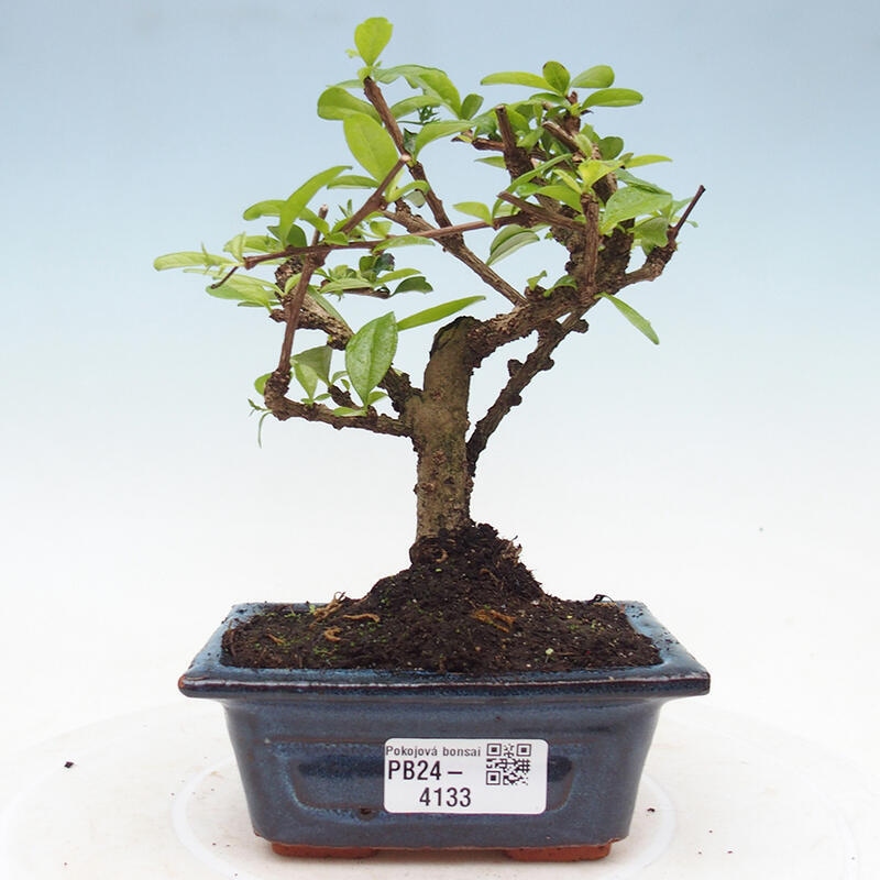 Zimmerbonsai - Carmona Macrophylla - Fuki-Tee