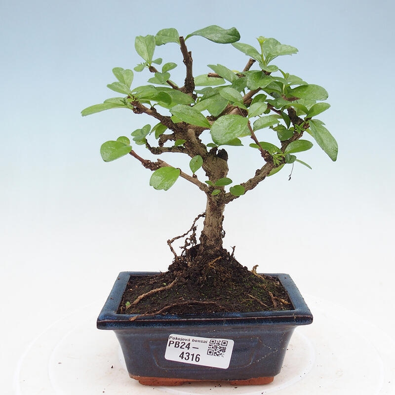 Zimmerbonsai - Carmona Macrophylla - Fuki-Tee