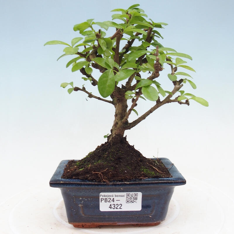 Zimmerbonsai - Carmona Macrophylla - Fuki-Tee