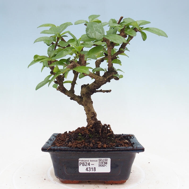 Zimmerbonsai - Carmona Macrophylla - Fuki-Tee