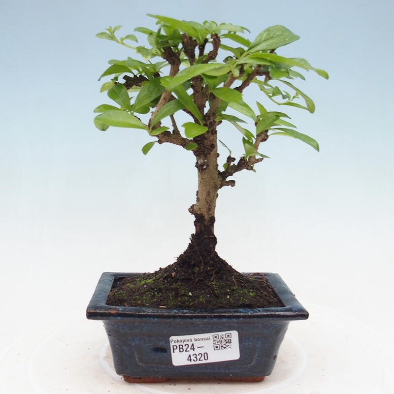 Zimmerbonsai - Carmona Macrophylla - Fuki-Tee