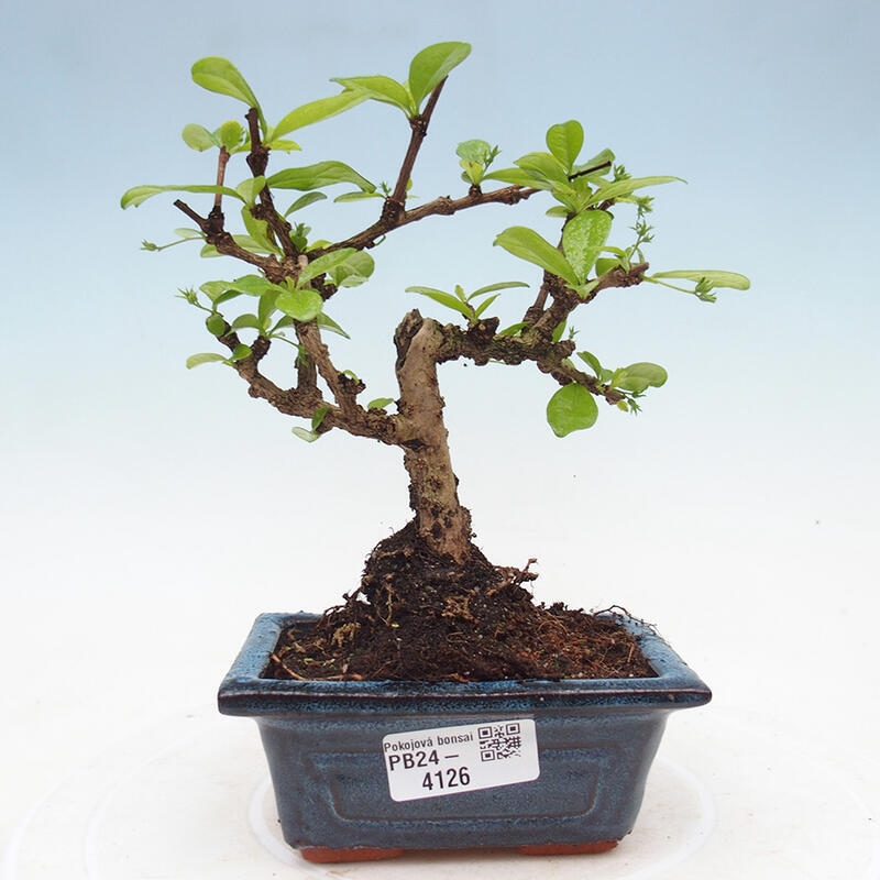 Zimmerbonsai - Carmona Macrophylla - Fuki-Tee