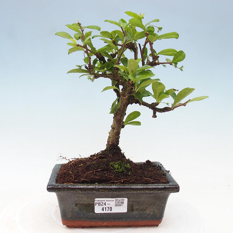 Zimmerbonsai - Carmona Macrophylla - Fuki-Tee