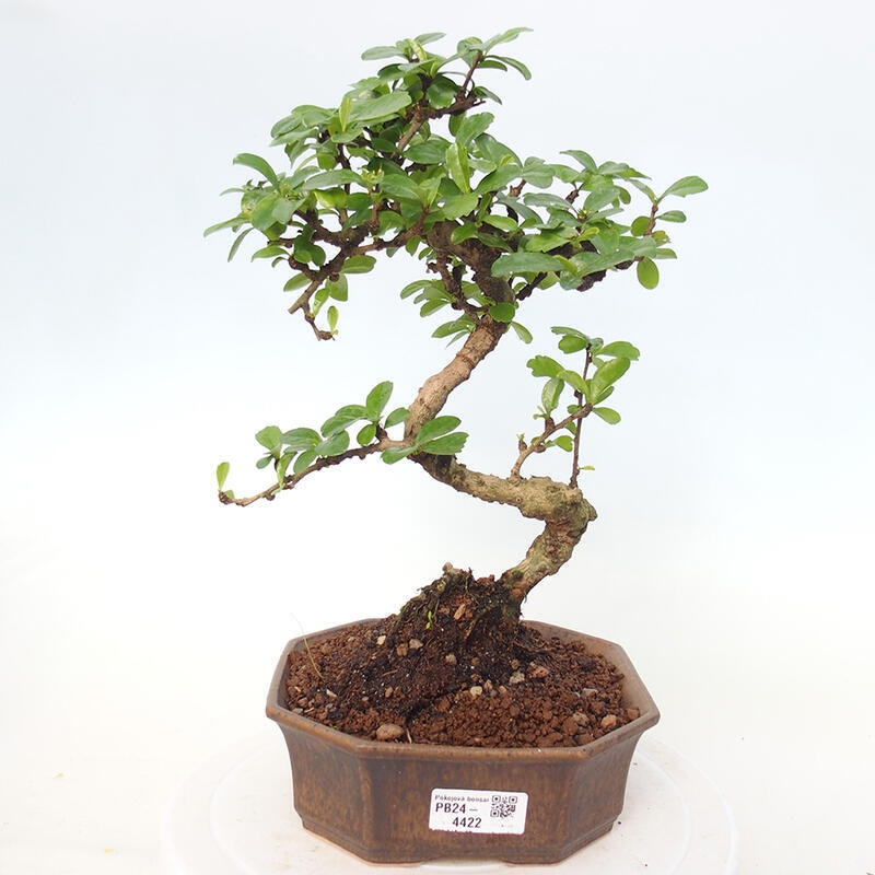 Zimmer Bonsai - Carmona macrophylla - Tea Fuki