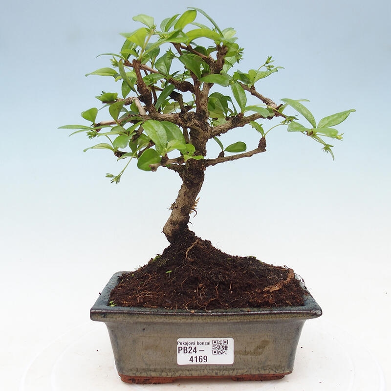 Zimmerbonsai - Carmona Macrophylla - Fuki-Tee