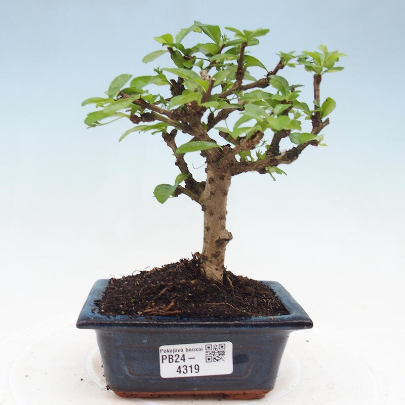 Zimmerbonsai - Carmona Macrophylla - Fuki-Tee