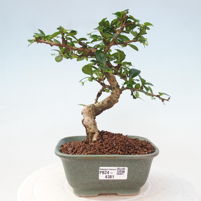 Zimmerbonsai - Carmona macrophylla - Fuki-Tee